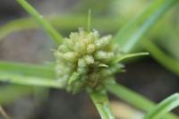 Cyperus michelianus
