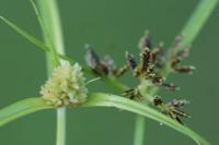 Cyperus michelianus