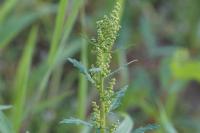 Oxybasis glauca