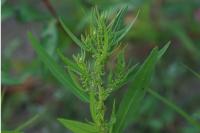 Rumex