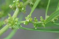 Rumex