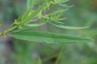 Rumex