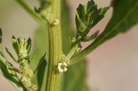 Dysphania ambrosioides