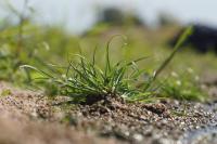 Cyperus fuscus