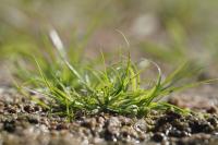 Cyperus michelianus