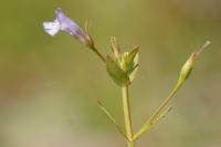 Lindernia dubia