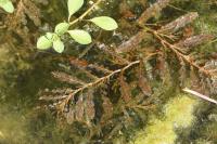 Potamogeton crispus