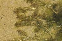 Elodea nuttallii