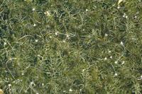 Elodea nuttallii