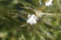 Elodea nuttallii