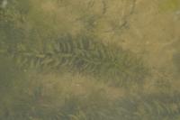 Elodea densa