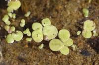 Spirodela polyrhiza
