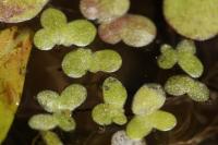 Lemna minor