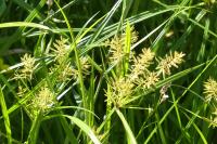 Cyperus esculentus