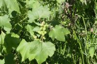 Xanthium orientale