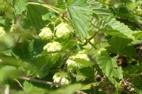 Humulus lupulus