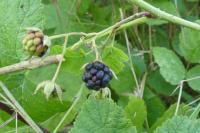 Rubus caesius