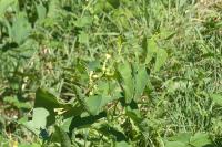 Aristolochia clematitis