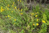Pulicaria dysenterica