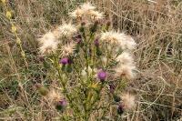 Cirsium vulgare