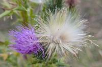 Cirsium vulgare