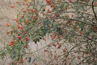 Rosa canina