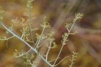 Thesium humifusum subsp. divaricatum