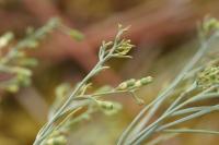 Thesium humifusum subsp. divaricatum