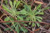 Silene otites