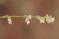 Silene otites