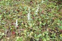 Spiranthes spiralis