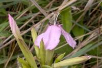 Saponaria officinalis