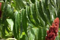 Rhus typhina