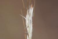 Bothriochloa ischaemum