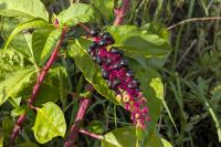 Phytolacca americana