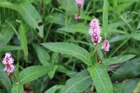 Persicaria amphibia