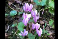 Cyclamen