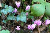 Cyclamen