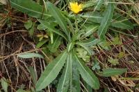 Sonchus maritimus