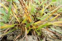 Cyperus fuscus