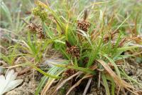 Carex viridula