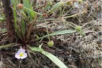 Baldellia ranunculoides