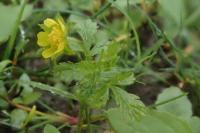 Potentilla supina