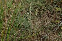 Laphangium luteoalbum