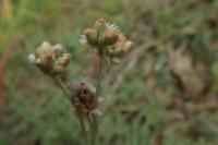 Laphangium luteoalbum