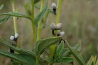 Lithospermum officinale