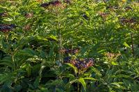 Sambucus ebulus