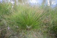 Schoenus nigricans
