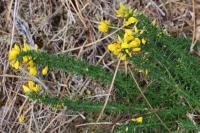 Ulex minor