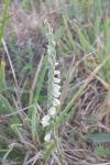 Spiranthes spiralis